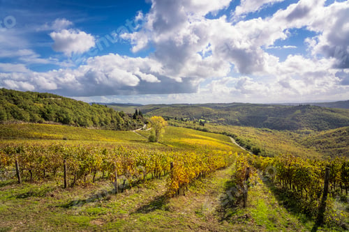 Preview: Vineyards panoramic view and a tree in Castellina in Chianti, Tuscany, Italy