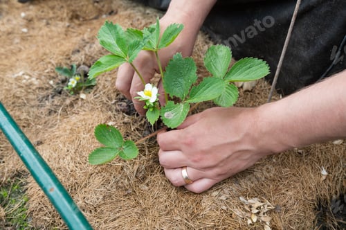 Preview: Person Planting Strawberry Seedlings in Organic Garden