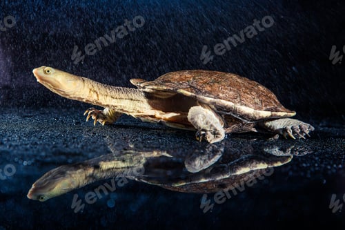 Preview: Australian eastern long-necked turtle in heavy rain on black mirror