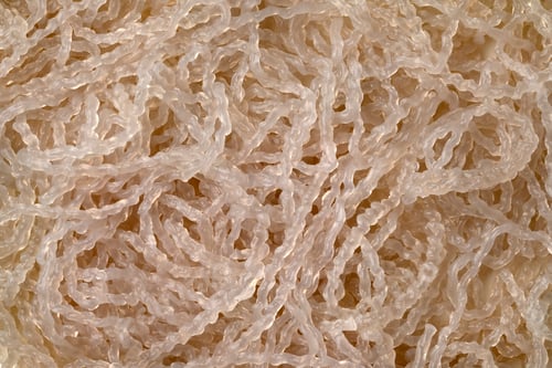 Preview: Cooked Korean sweet potato noodles close up full frame