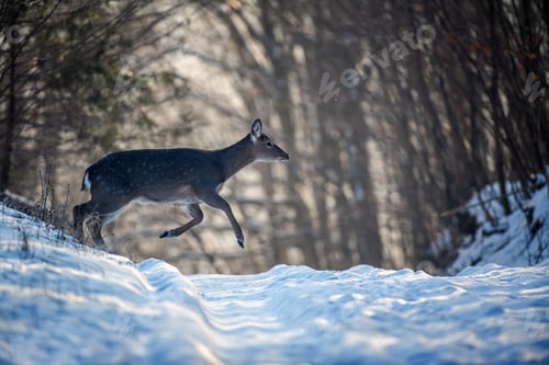 Preview: Female Roe deer run in the winter forest. Animal in natural habitat