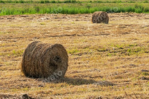 Preview: Yellow Rolls of Hay on Mowed Field on Sunny Day, Dry Weather in Which Agricultural Work is Good