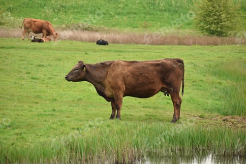 Preview: one dark brown cow in a grass field
