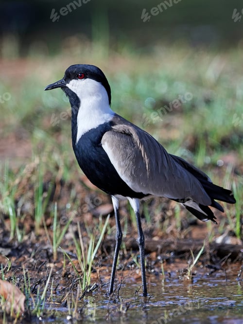 Preview: Spur-winged lapwing (Vanellus spinosus)