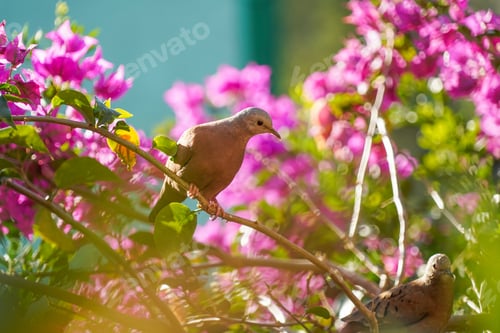 Preview: Beautiful Dove Bird on the branch with a pink flowers behind