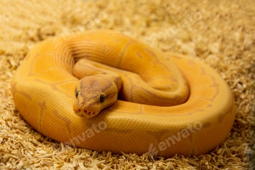 Preview: Closeup of a beautiful yellow python on the ground