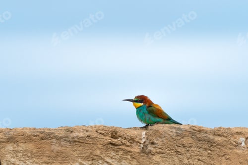 Preview: Golden bee eater on fence