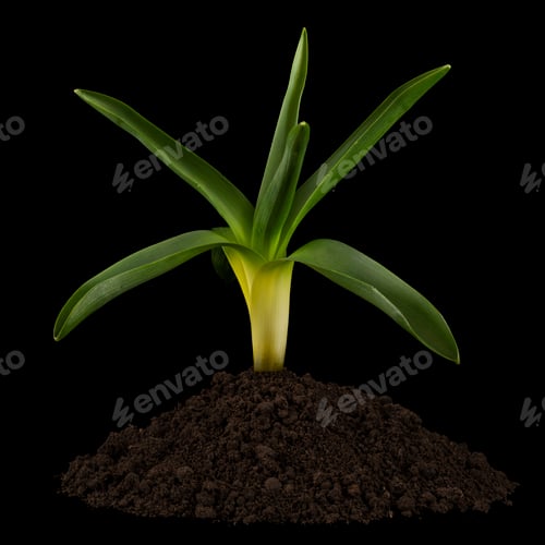 Preview: Green leaves of hyacinth flower and heap of soil, isolated on black background