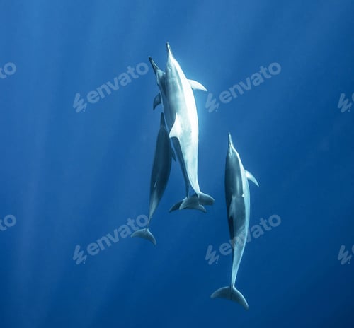 Preview: Dolphins swimming underwater in ocean