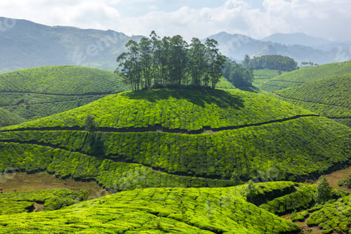Preview: Tea plantations