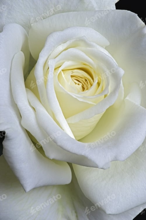 Preview: Rose Flower (Rosa X Hybrid)