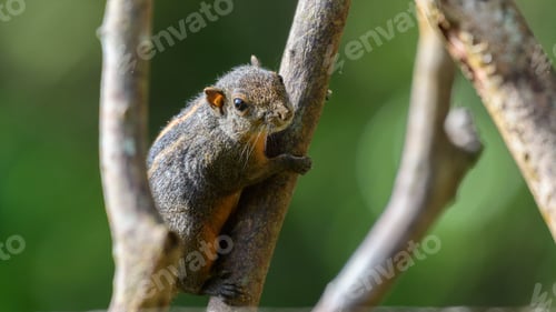 Preview: Dusky-striped squirrel (Funambulus layardi) on a branch, Green blurred natural background