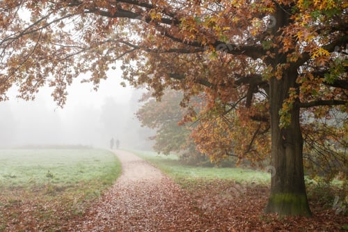 Preview: Northern red oak next to the path, against the backdrop of a group of cyclists in the fog.