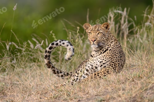 Preview: A leopard, Panthera pardus, lies in short grass, tail curled up