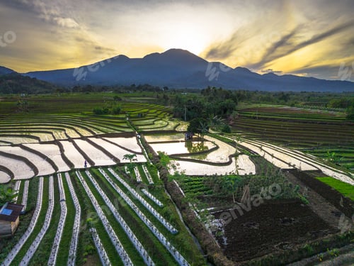 Preview: Beautiful morning view indonesia panorama landscape paddy fields