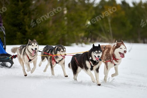 Vista previa: Winter sled dog racing Siberian Husky dogs running, snow forest background