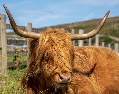 Preview: Fluffy brown highland cattle enjoying the sunshine in the green field