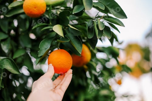 Preview: A woman’s hand holds an orange still on the tree