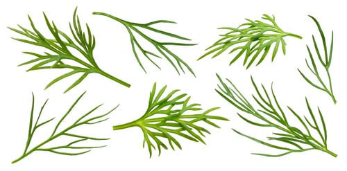Preview: Dill isolated on white background with clipping path