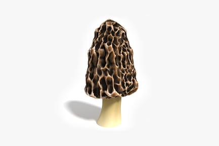 Preview: Morel mushroom conical cap with honeycomb texture