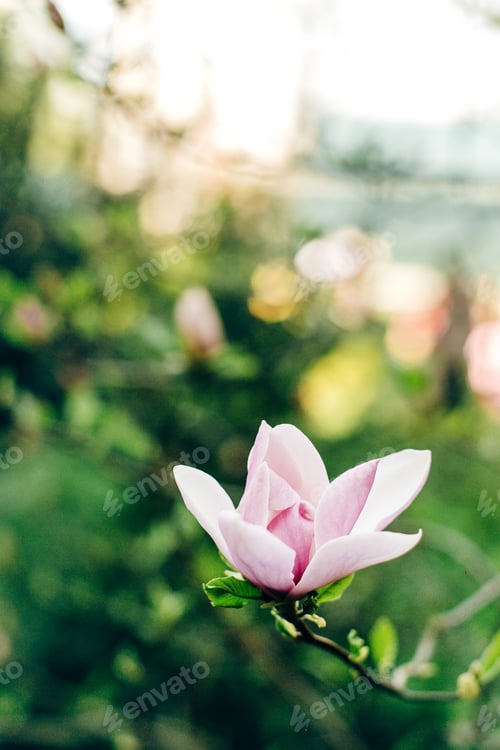 Preview: beautiful magnolia pink flowers on branches in sunny park