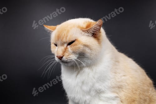 Preview: white red sick cat with lowered sore ears