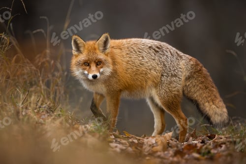 Preview: Fluffy red fox looking back on foliage in fall nature