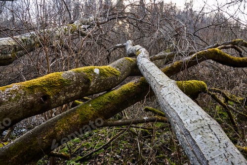 Preview: Winter scene in the woods with a tree bending over a stream