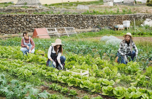 Preview: Multiracial senior women working at agriculture farm - Gardening and harvest concept