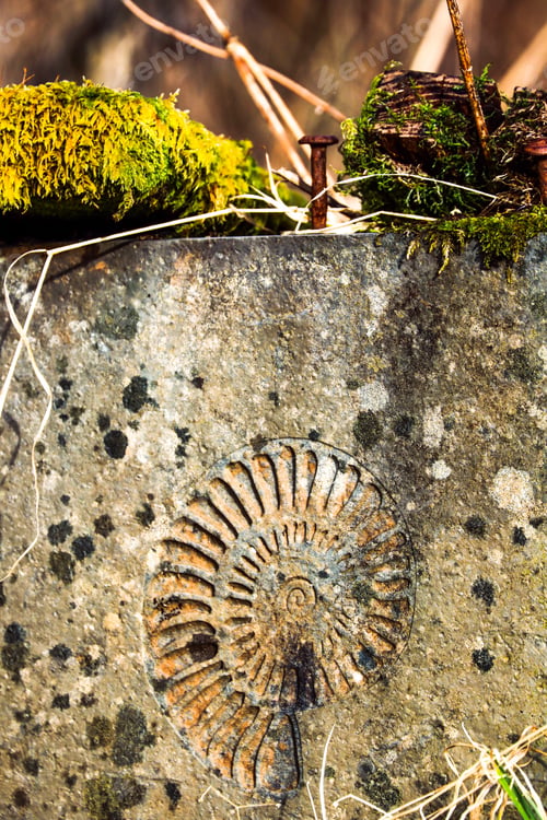 Preview: Vertical shot of a fossil imprint on a rock wall with a rusty nail