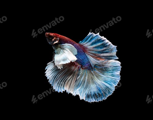 Preview: Betta fish, siamese fighting , betta splendens isolated on black background
