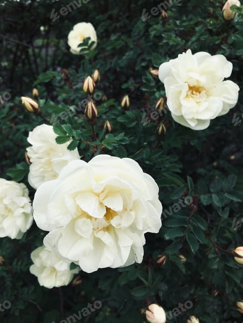 Preview: Pink flowers roses