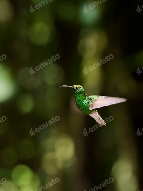 Preview: Hummingbird in the Monteverde Cloud Forest, Puntarenas Province, Costa Rica