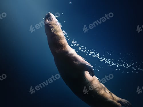 Preview: Neotropical River Otter (Lontra Longicaudis) Diving underwater