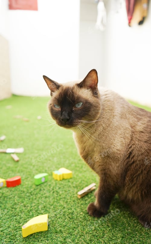Preview: Siamese cat enjoying the day on the backyard grass
