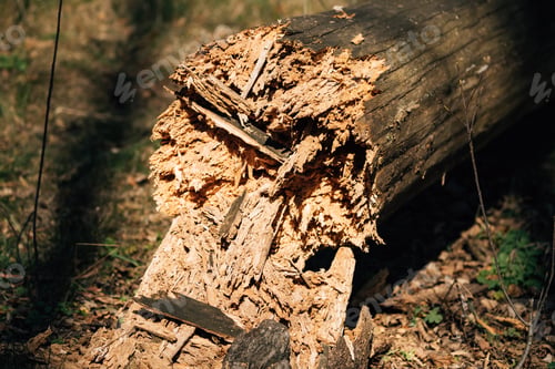 Preview: Fallen Old Pine Tree Trunk. Windfall In Forest. Storm Damage. Fallen Tree In Coniferous Forest After
