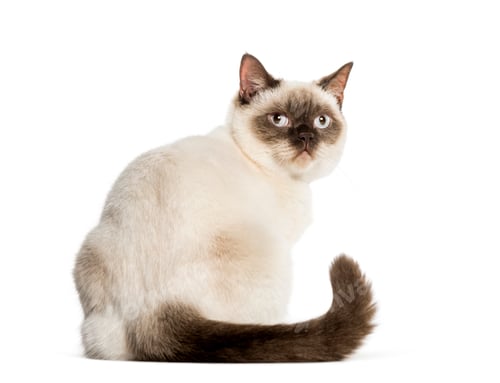Preview: Crossed cat sitting in front of white background