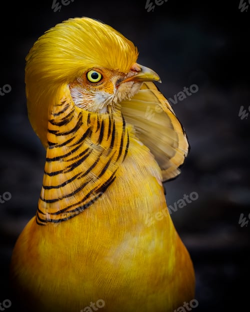 Preview: Closeup of a golden pheasant bird on a blurred dark background