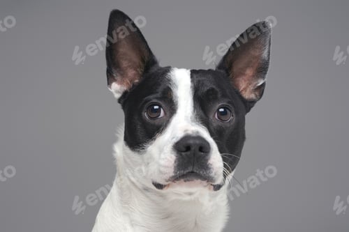 Preview: Portrait of isolated on gray purebred boston terrier dog