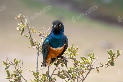 Preview: Closeup of a superb starling perched on a green branch in a safari in Kenya