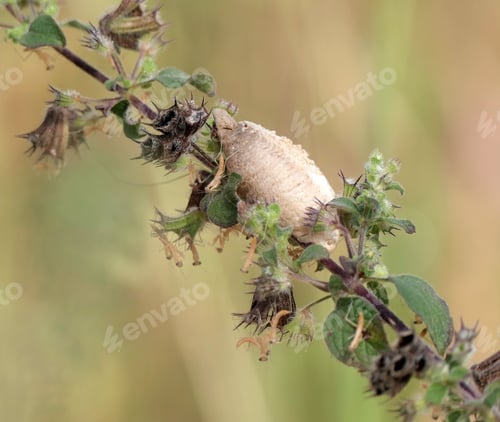 Preview: Praying Mantis Egg Case on Plant Stem