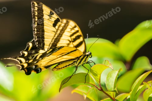 Preview: Profile of an Anise Swallowtail butterfly resting on green leaves, California