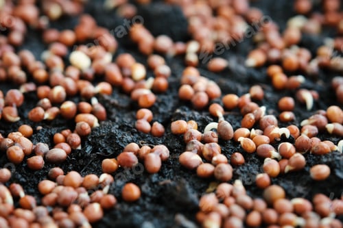 Preview: Close-up of sprouting broccoli seeds. Growing microgreens at home. Selective focus.