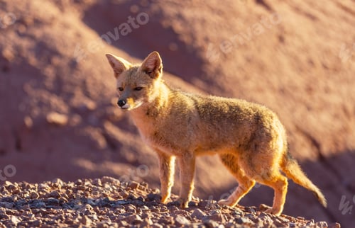 Preview: Fox in Patagonia