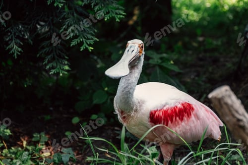 Preview: A roseate spoonbill peers curiously, its unique bill set against verdant foliage