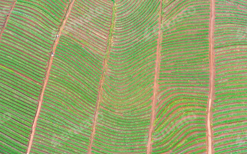Preview: Tea or strawberry farm, agricultural plant fields. Rural area. Farm. Nature landscape background