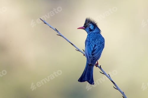 Preview: Bulbul