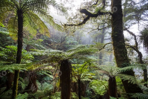 Preview: New Zealand forest