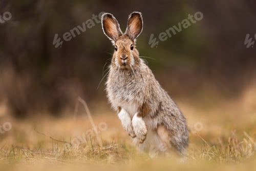 Preview: Wild rabbit standing in a grassy field.