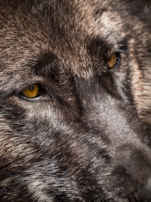 Preview: Wolf